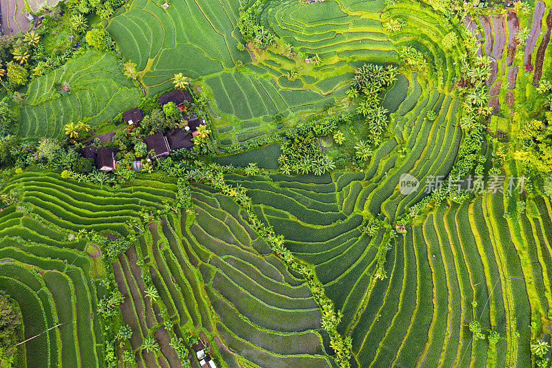 巴厘岛的Jatiluwih Rice土地